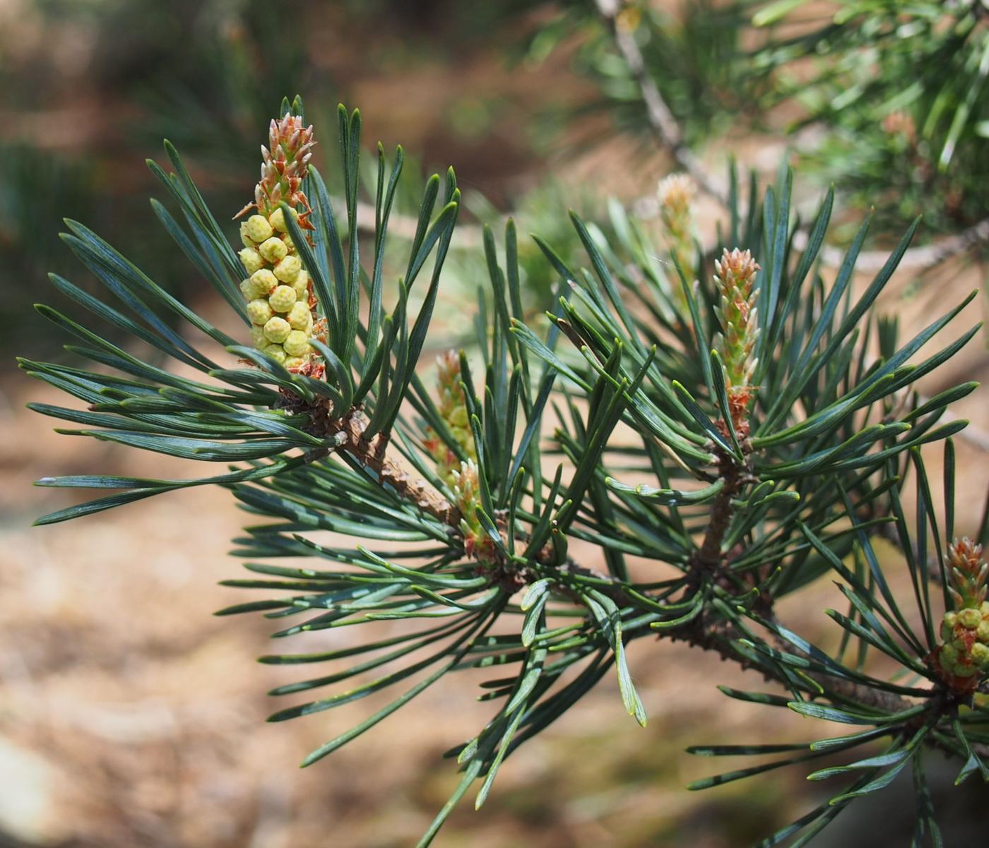Pine, Corsican flower